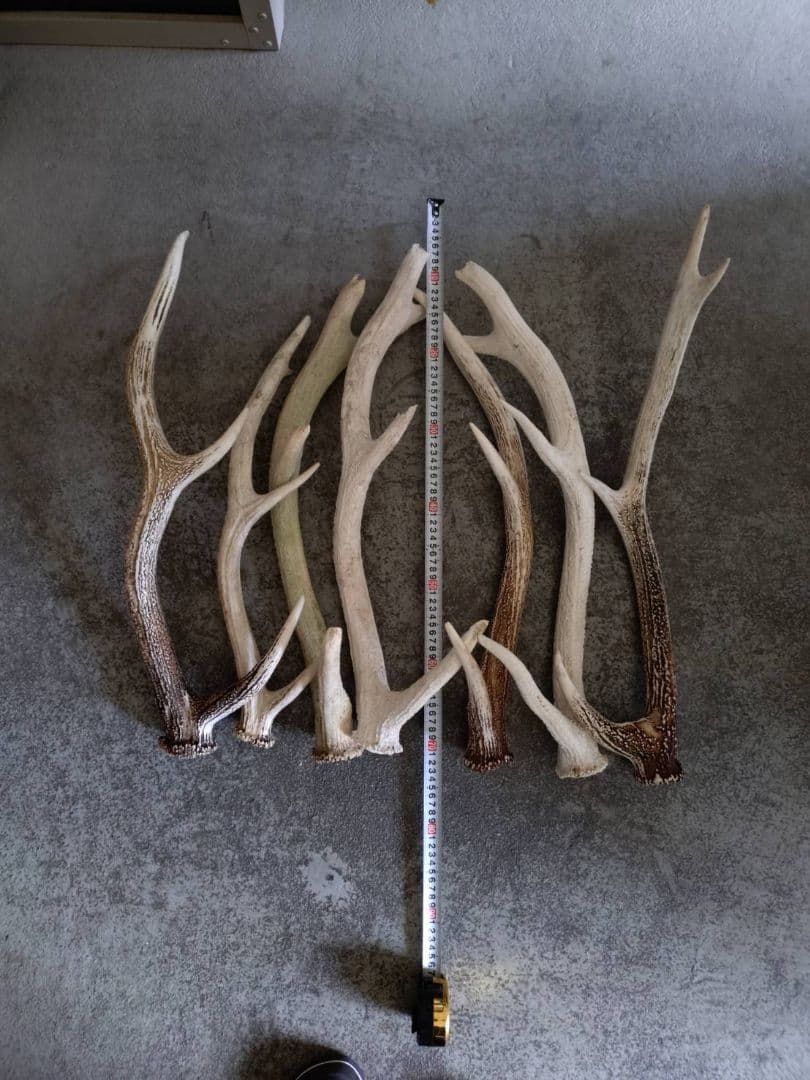 鹿の角７本
