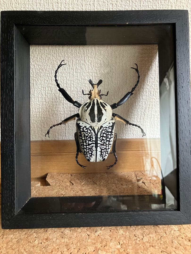 標本/ゴライアスオオツノハナムグリ/ゴライアスオリエンタリス/フィギュア付