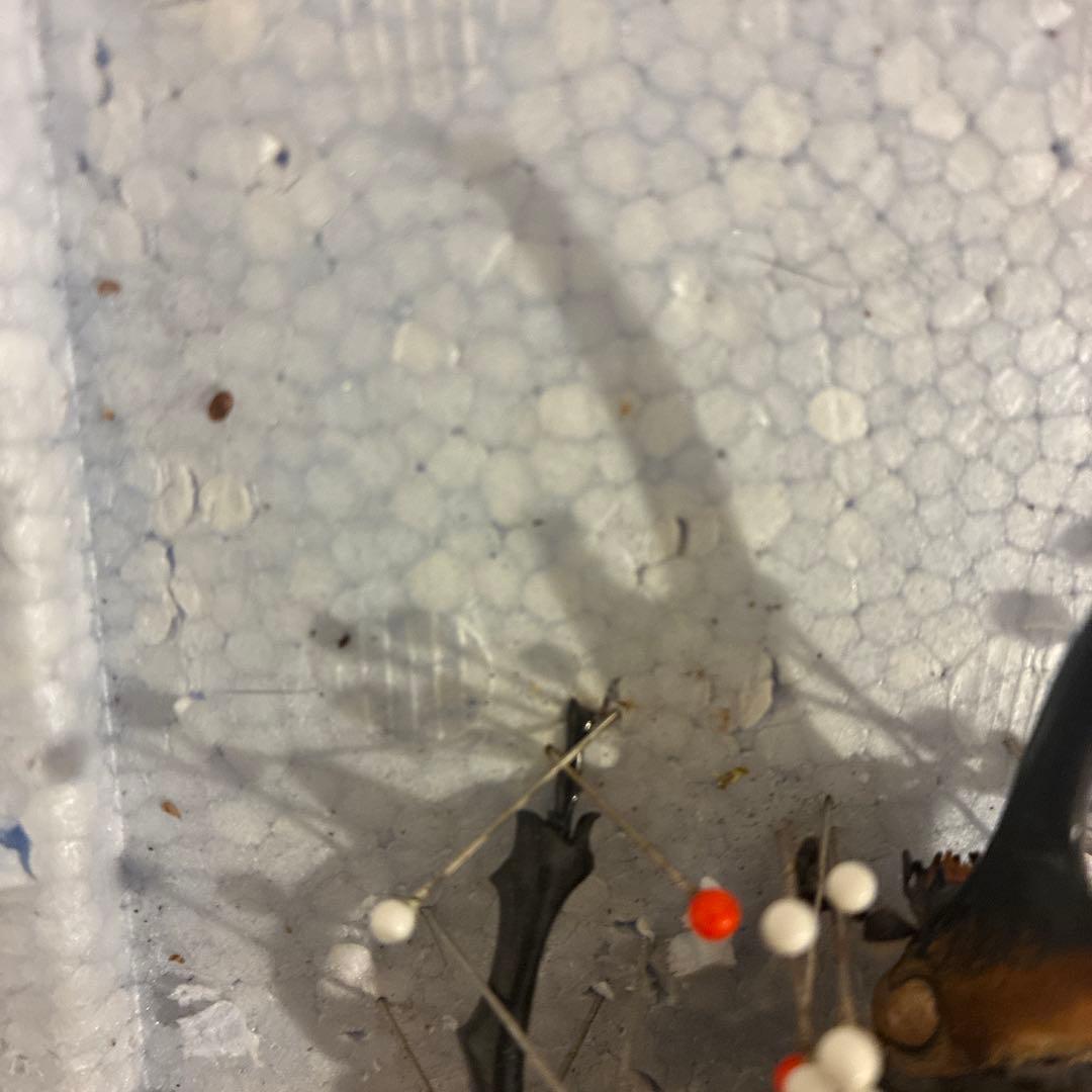 カブトムシ 固定標本 約10cm 茶色