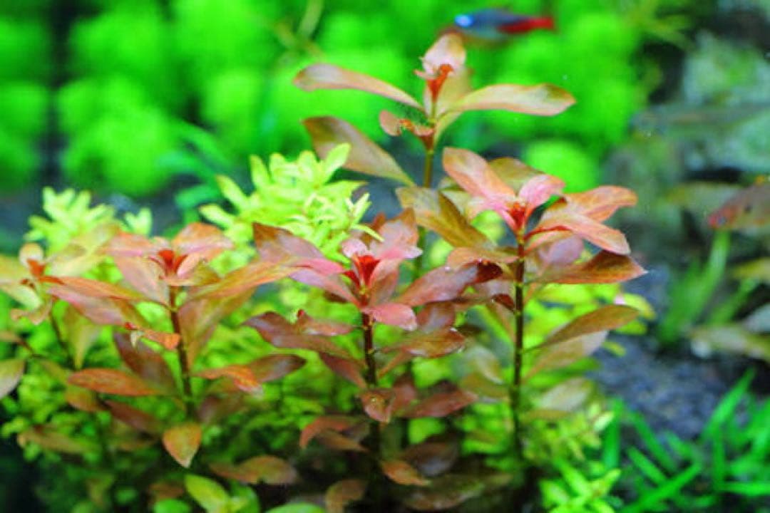 ルドヴィジアレペンス　水中葉30本