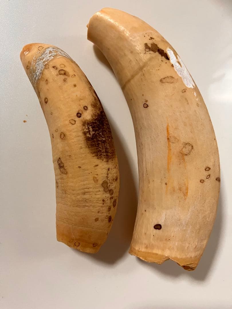 マッコウクジラ　歯　318g