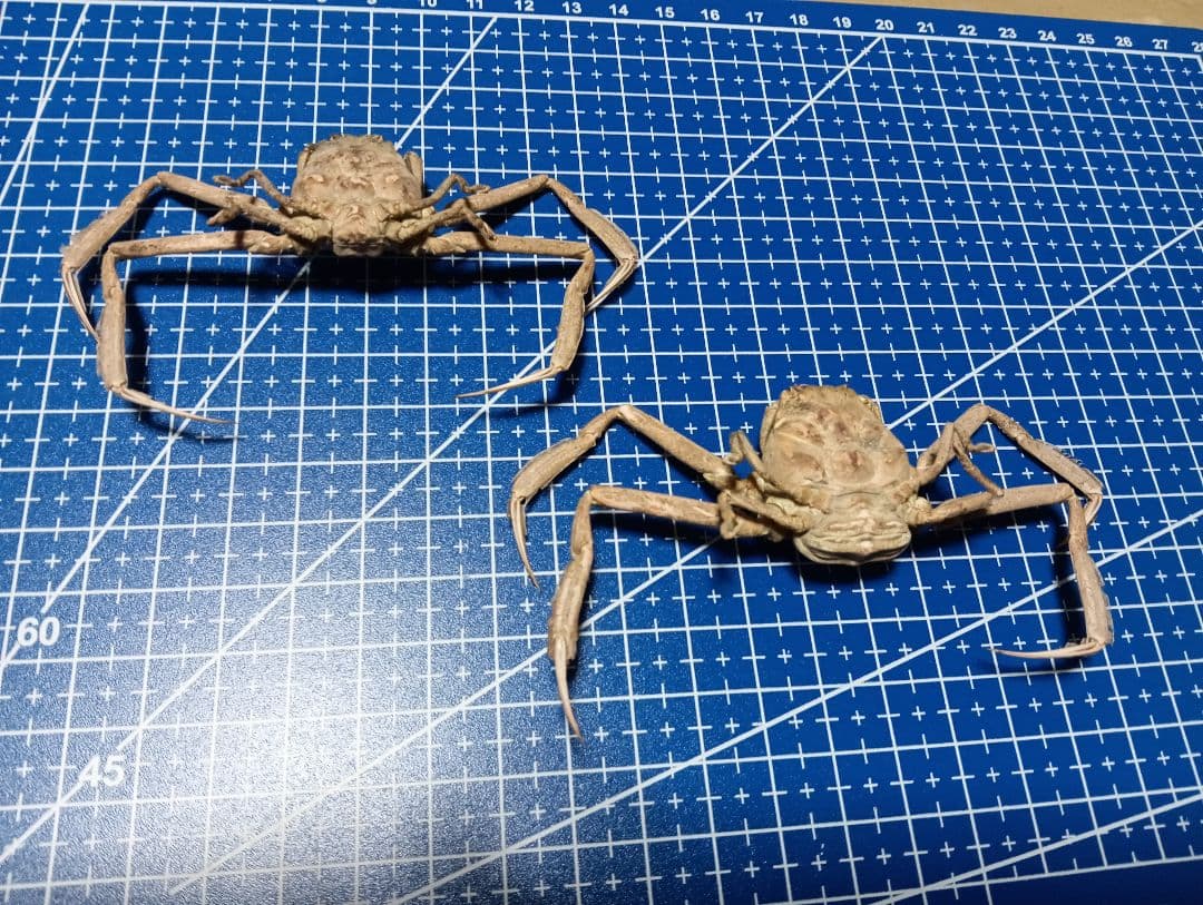 確認用稀少レア武士蟹平家怨霊リアル人面サムライガニ瀬戸内海産立体標本コレクション
