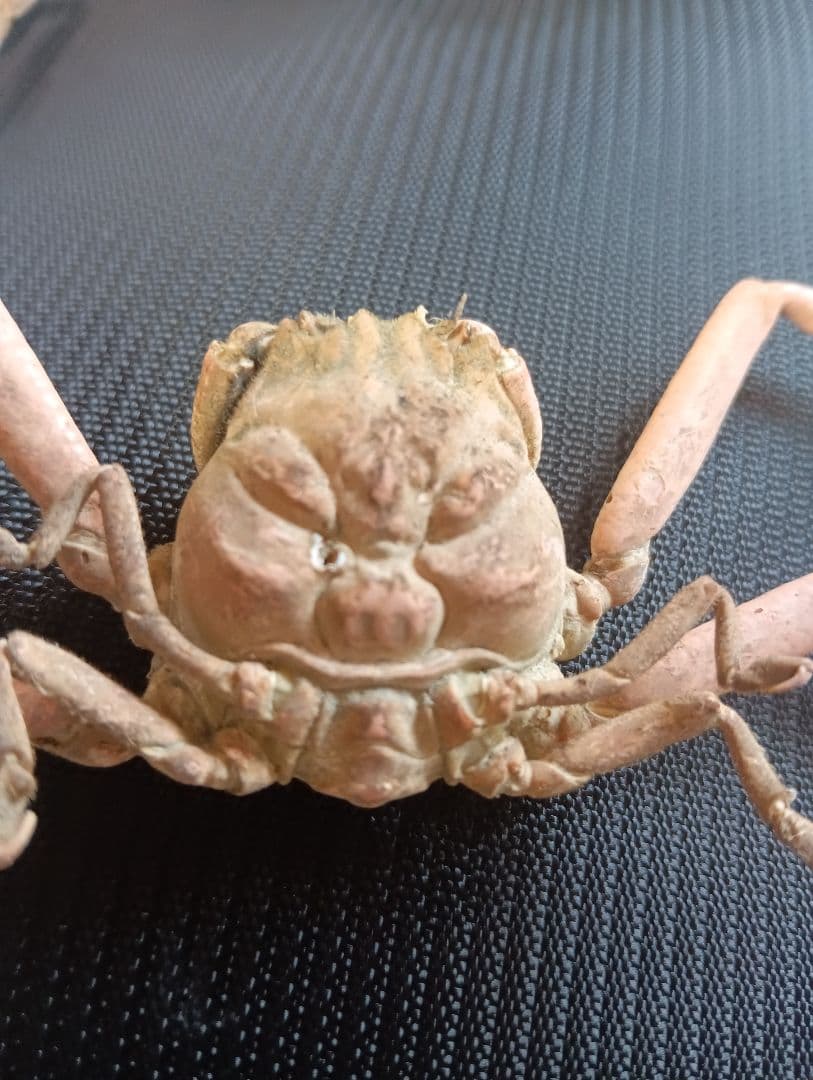 確認用稀少レア武士蟹平家怨霊リアル人面サムライガニ瀬戸内海産立体標本コレクション