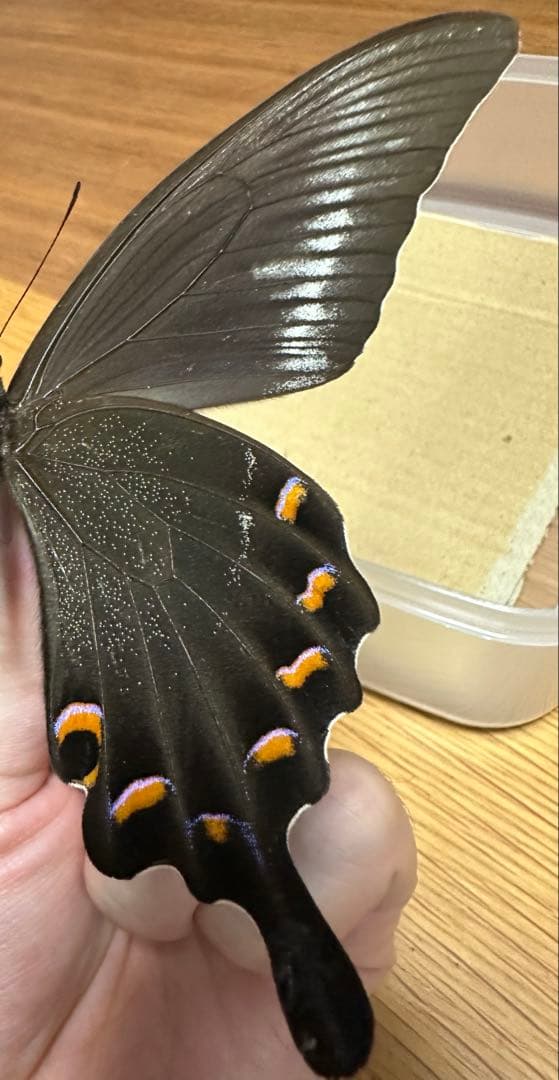 ミヤマカラスアゲハ　標本　採取品