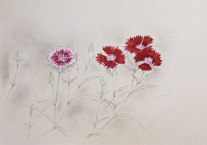 上村松篁 【撫子】 リトグラフ