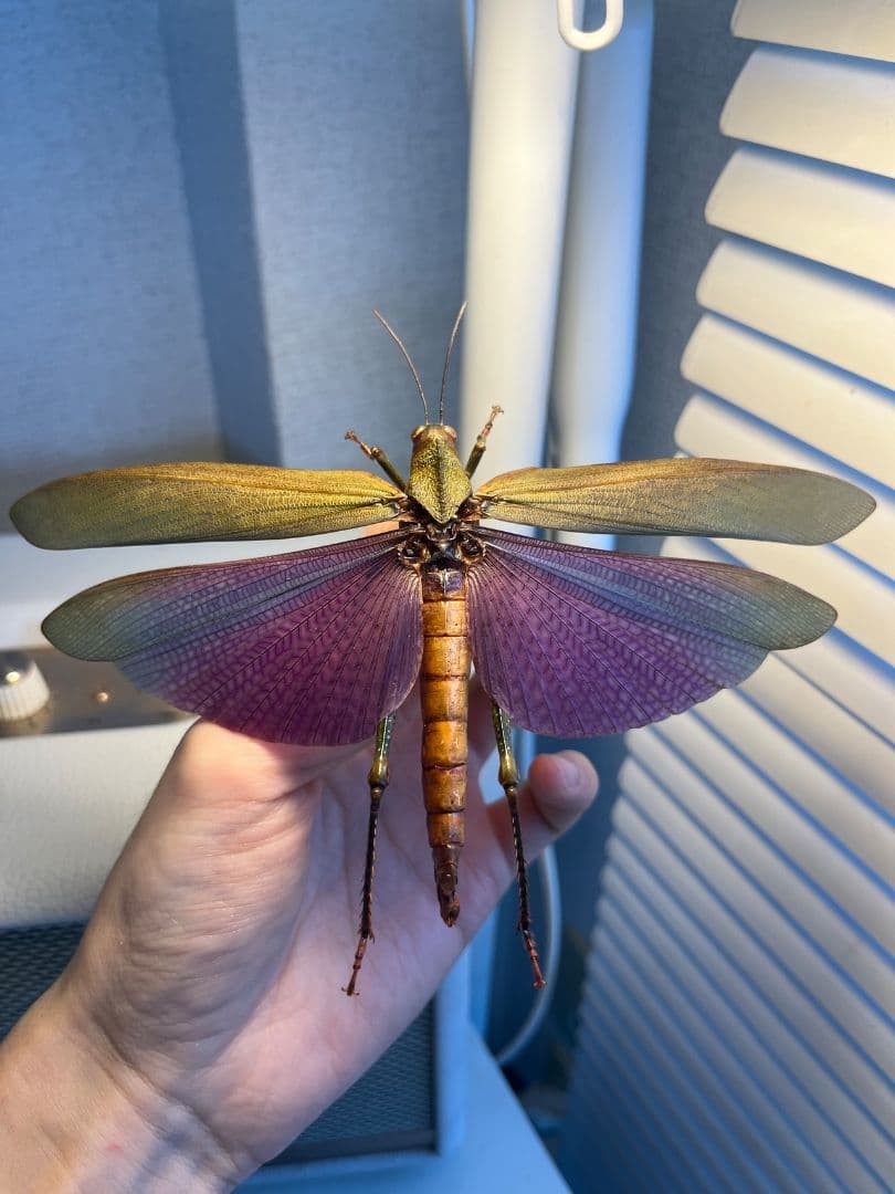 【飛蝗最大級】シタムラサキオオバッタ 昆虫標本 直翅類 カマキリ マンティス