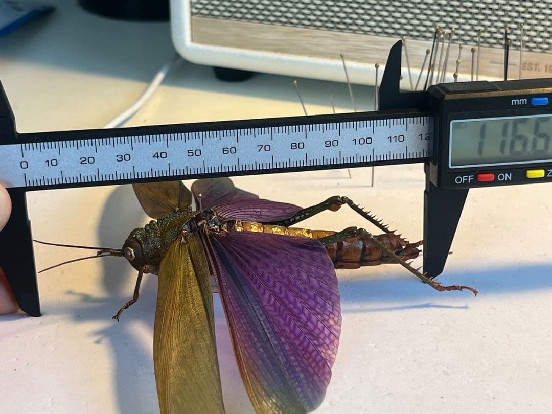 【飛蝗最大級】シタムラサキオオバッタ 昆虫標本 直翅類 カマキリ マンティス