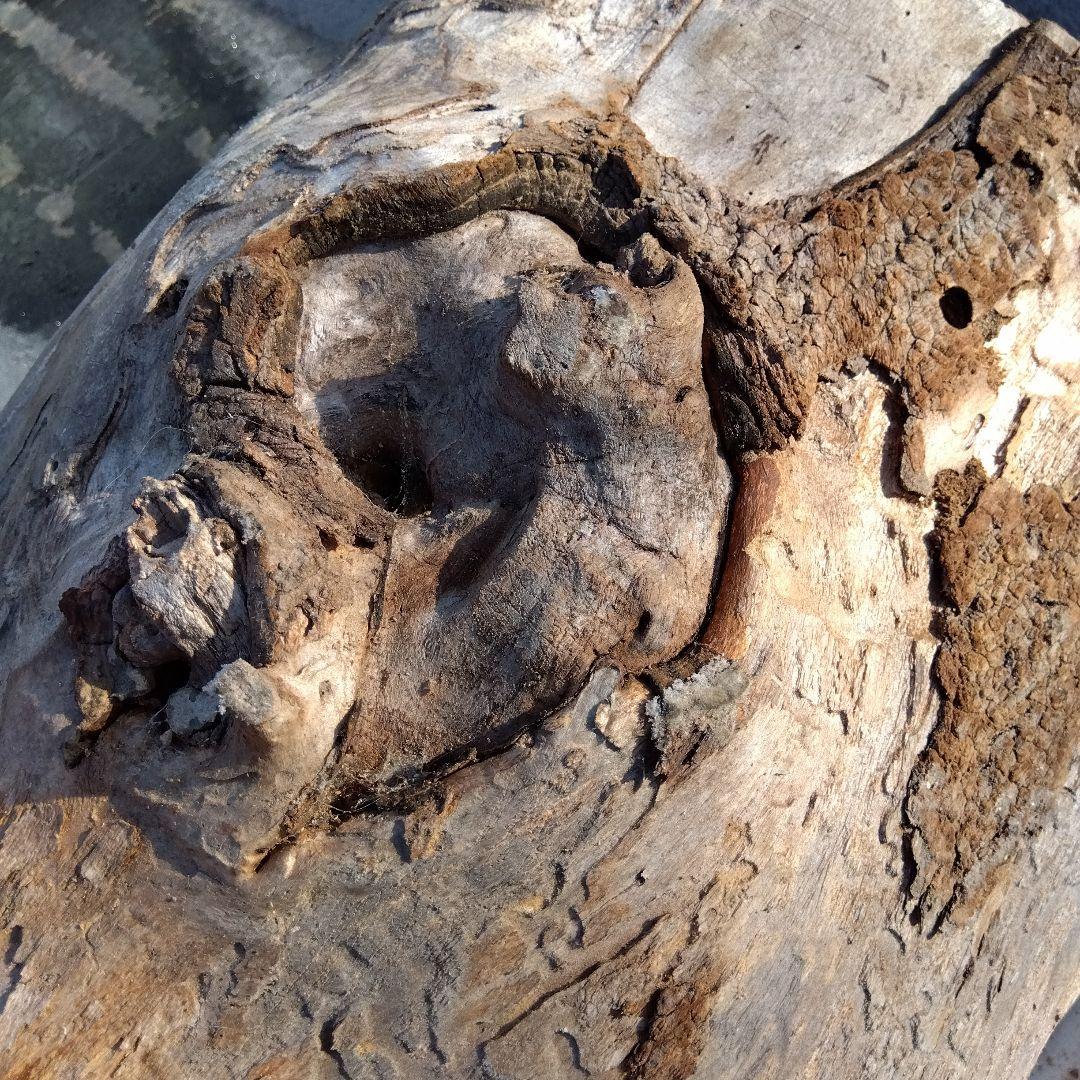 自然な木目の丸太 樹洞 丸洞 桐老木 昆虫飼育箱