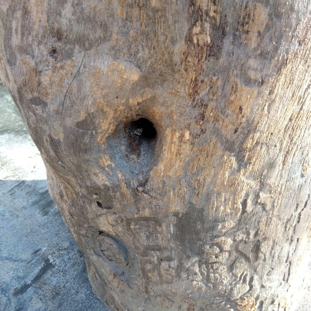 自然な木目の丸太 樹洞 丸洞 桐老木 昆虫飼育箱