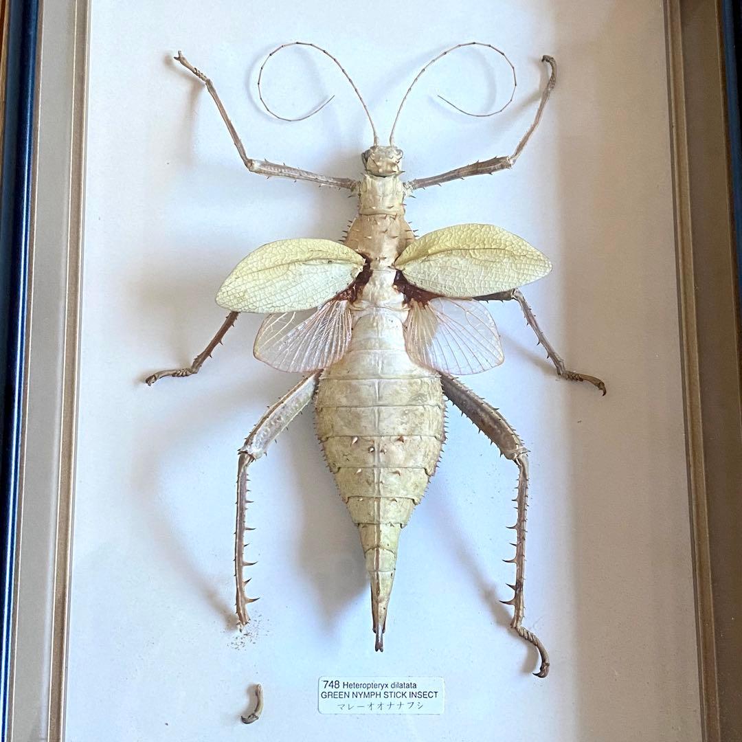 マレーオオナナフシ 昆虫標本 Heteropteryx dilatata