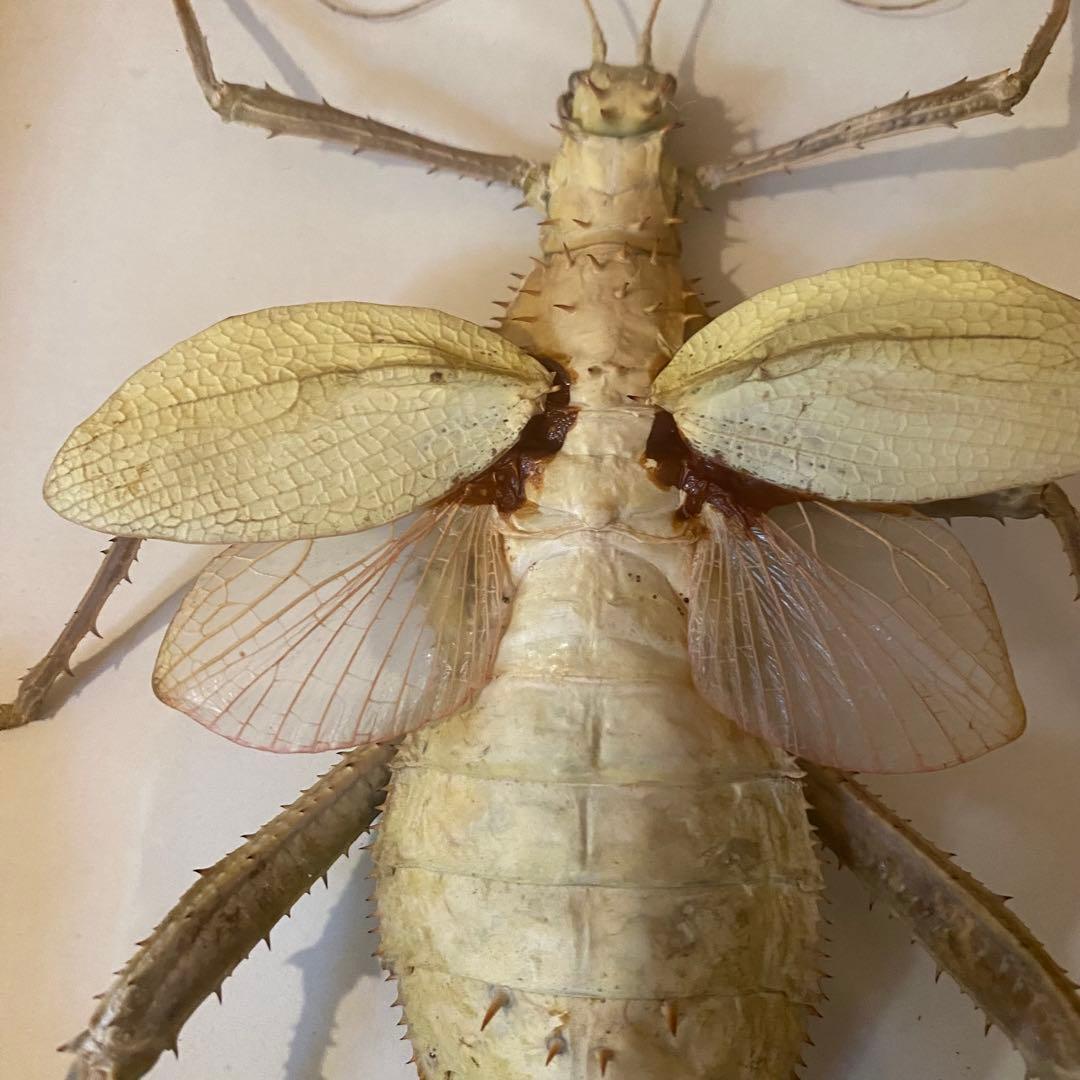 マレーオオナナフシ 昆虫標本 Heteropteryx dilatata