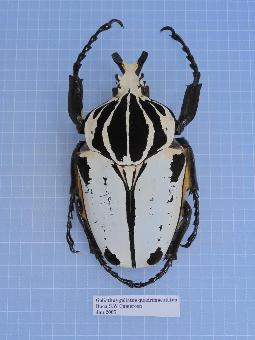 標本 Goliathus giliatus 94mm