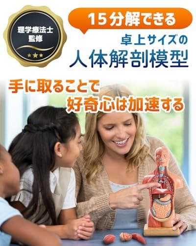 AKIYOMARU ソフトな質感で15分解できる卓上サイズの人体解剖模型 人体模