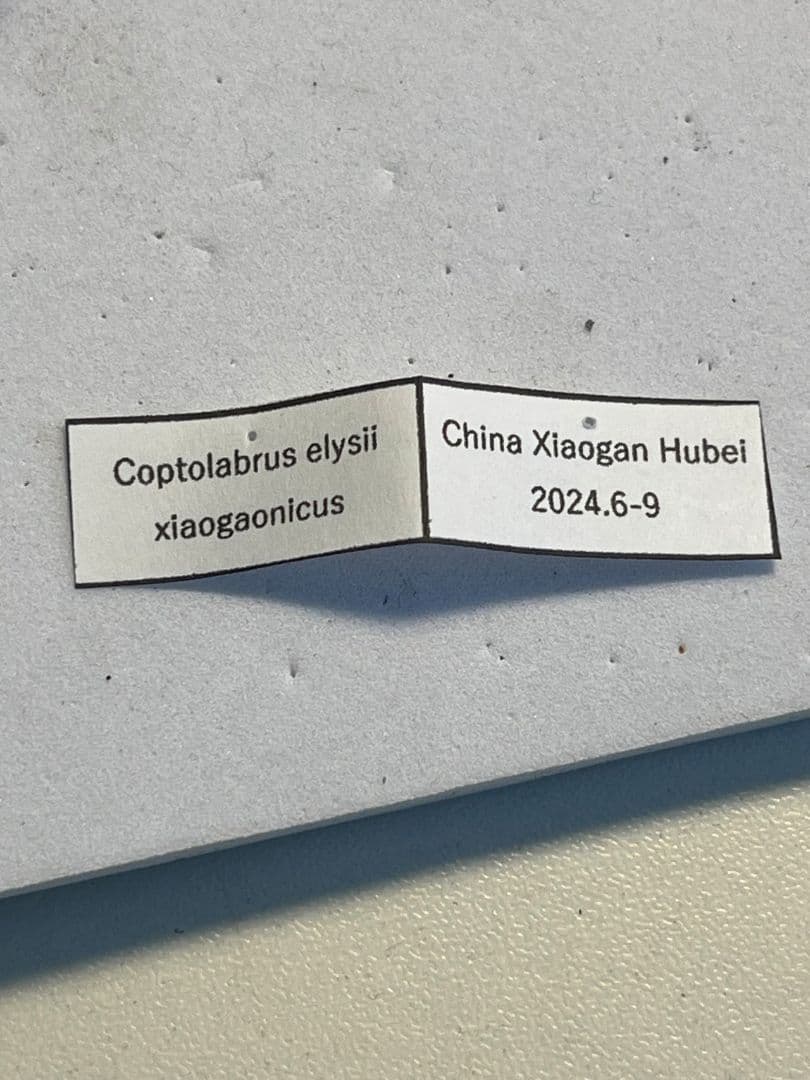 【38mm】エリスカブリモドキ オサムシ標本 オサムシ マイマインミョウ