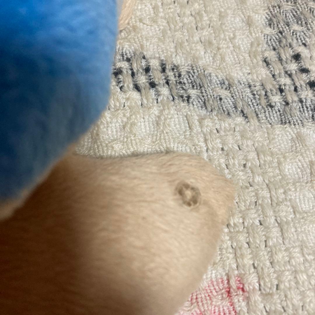 モンスイユ　MAY BLUE カメ　ぬいぐるみ　中古品　穴あき有