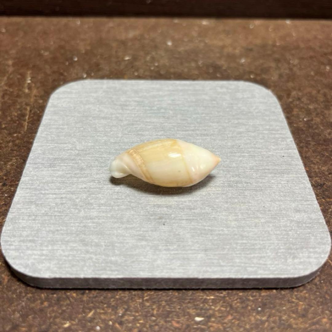 E*s様 激レア　美品　熊本県産　マボロシリュウグウボタル