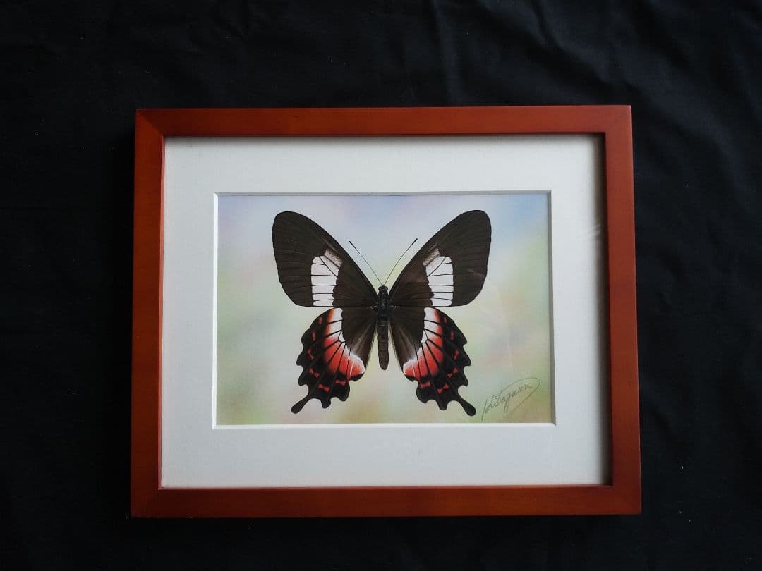 マエオビジャコウアゲハ