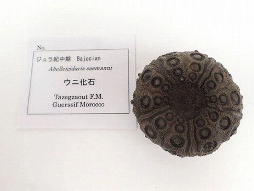 ジュラ期 化石 うに ウニ