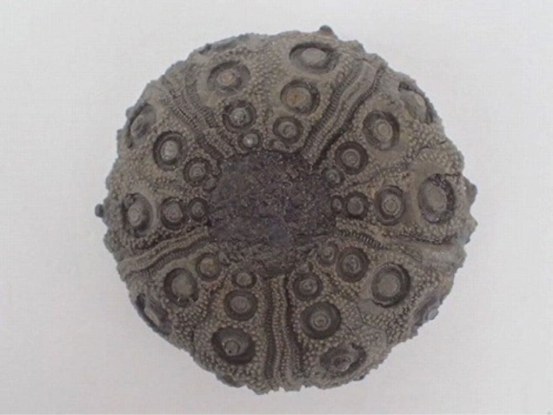 ジュラ期 化石 うに ウニ