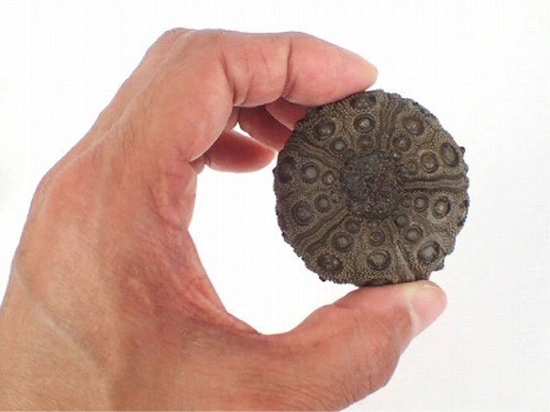 ジュラ期 化石 うに ウニ