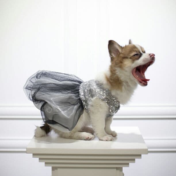 Laxury Dog Dress Blessing Babies【Bliss】