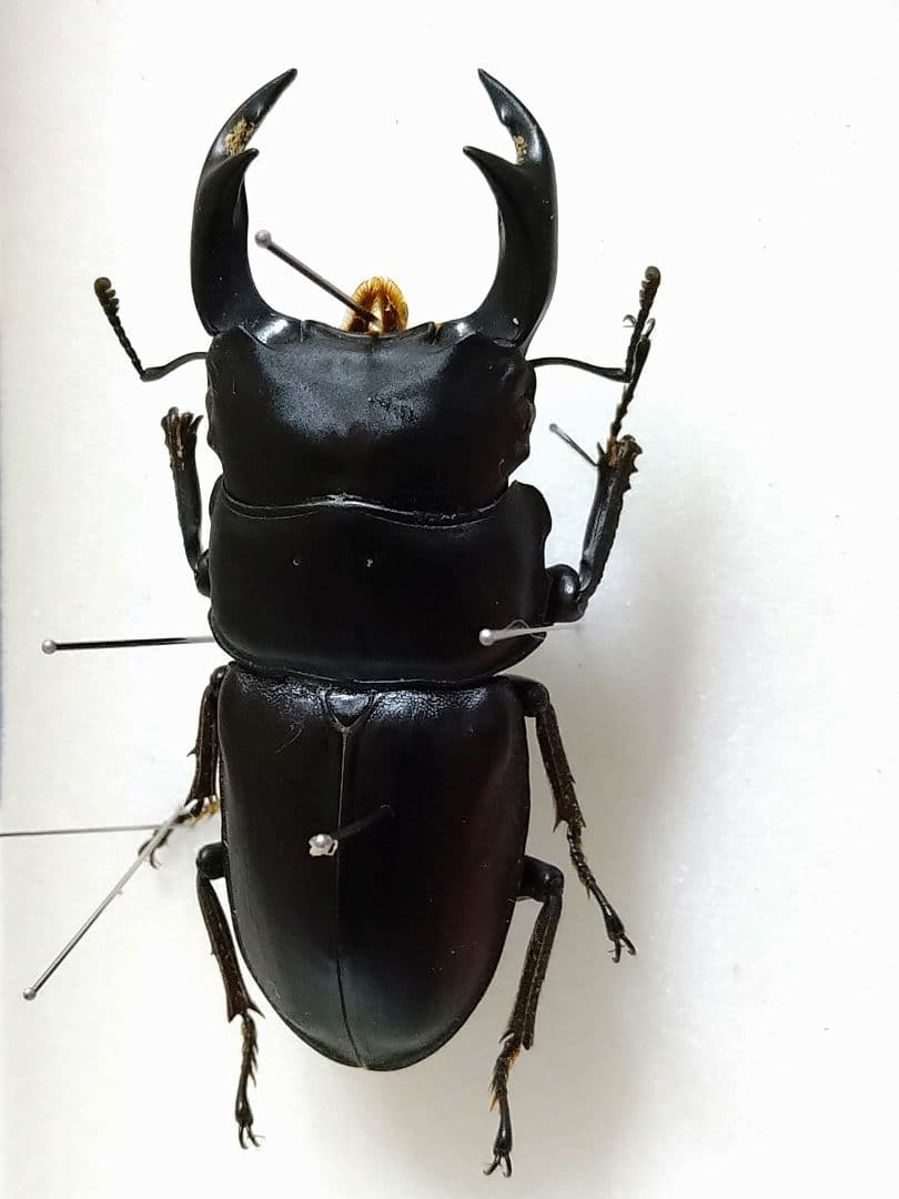 天然大型オオクワガタ標本