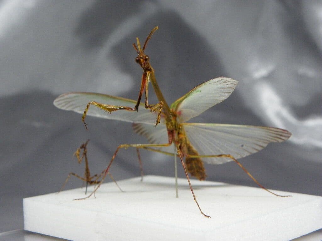 エンプーサペンナータ　クシヒゲカマキリ　ペア 立体標本　ジャンク