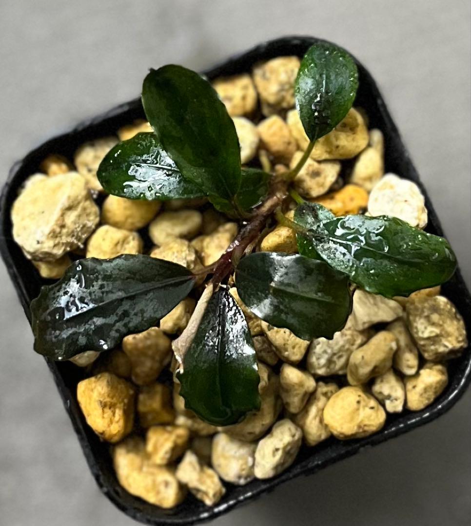 Bucephalandra sp. purple2020【カミハタ】