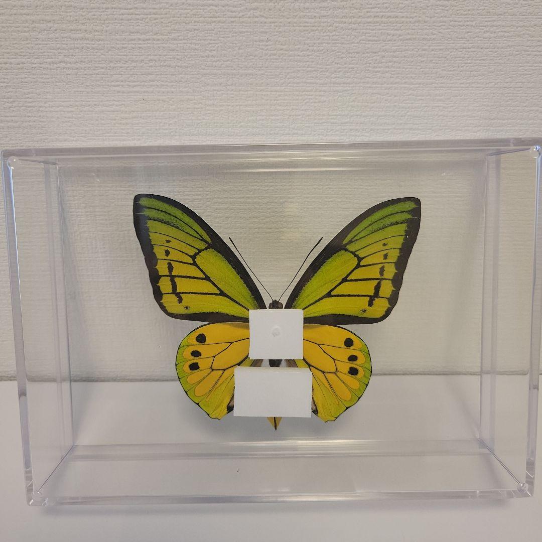 蝶の標本　トリバネチョウの王様(珍珍AA)