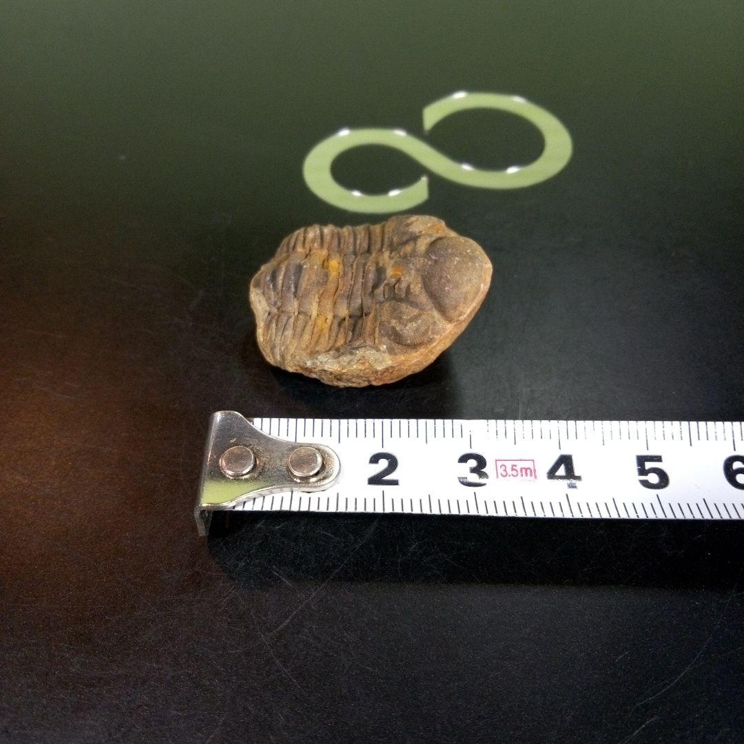 三葉虫　化石　fossil　海　ボリビア産　trilobite　海生動物網②