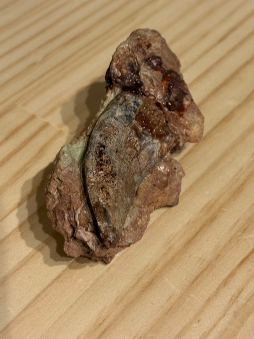 メガロサウルスの歯　化石　モロッコ　恐竜