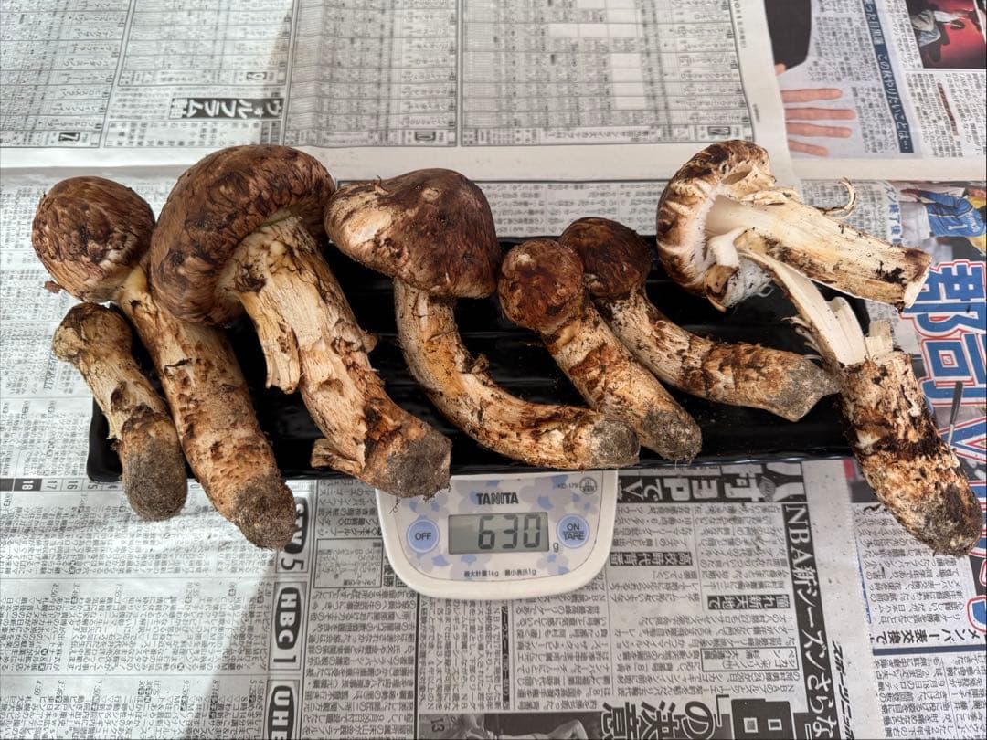 松茸　北海道　600g 訳あり ③ 国産