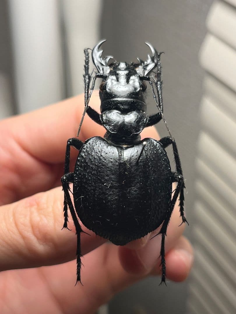 【52mm♀】オオエンマハンミョウ Manticora 昆虫標本