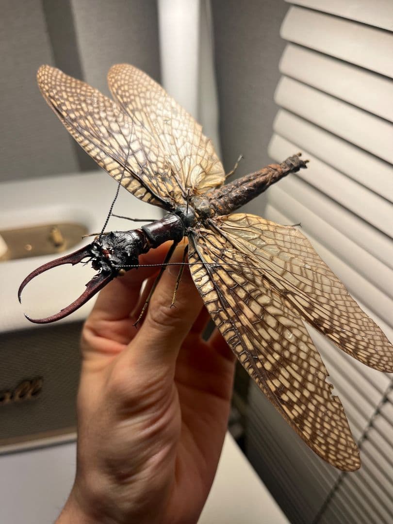 【巨大紅牙】オオキバヘビトンボ オオアゴヘビトンボ 昆虫標本 標本