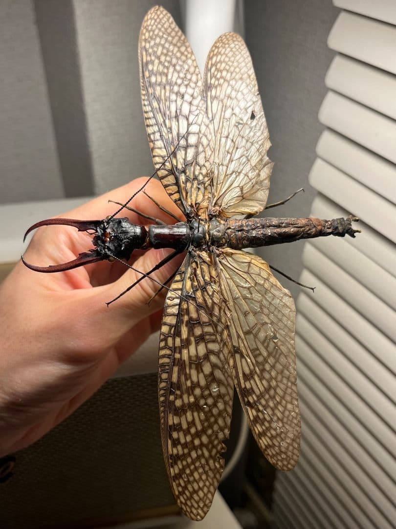 【巨大紅牙】オオキバヘビトンボ オオアゴヘビトンボ 昆虫標本 標本