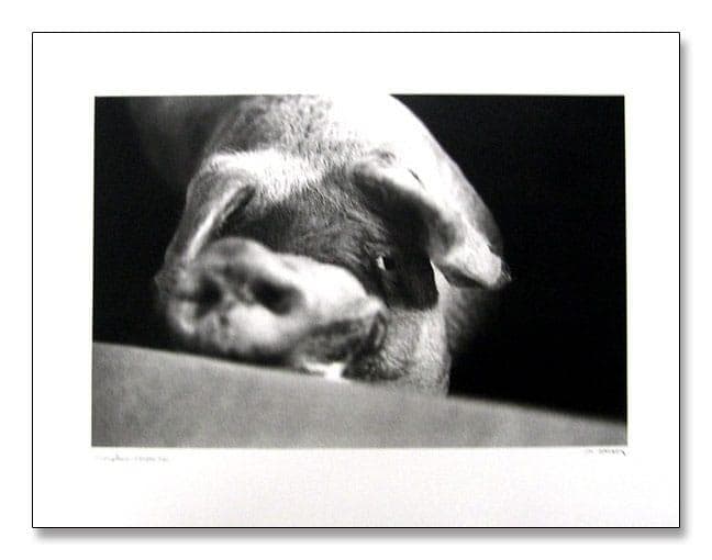 額装品/Animal I/マキシムゴダール/限定65枚/サイン・ナンバリング入/