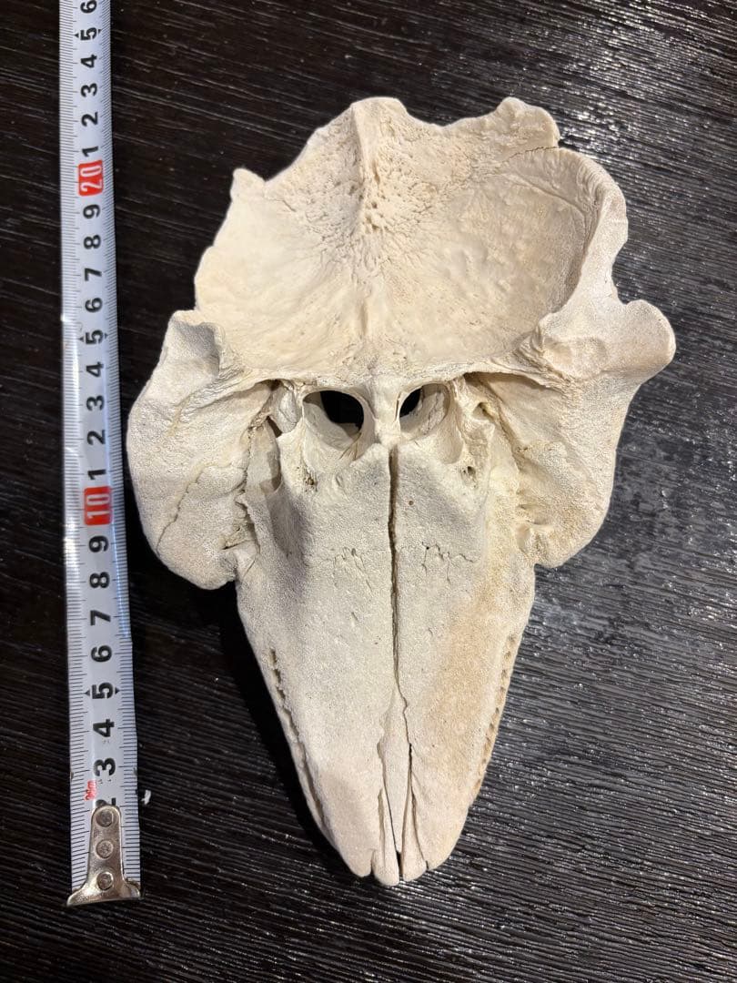 イルカ　クジラ　標本 約20cm 詳細な骨構造