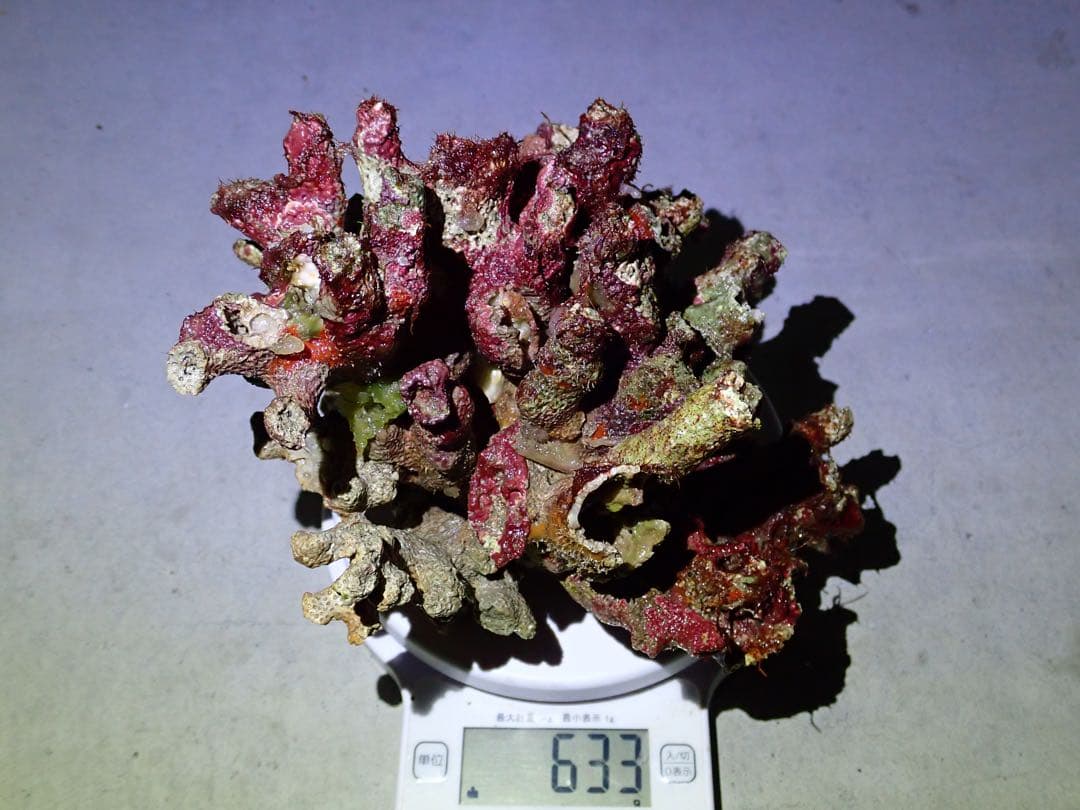 ライブロック　約3.6kg