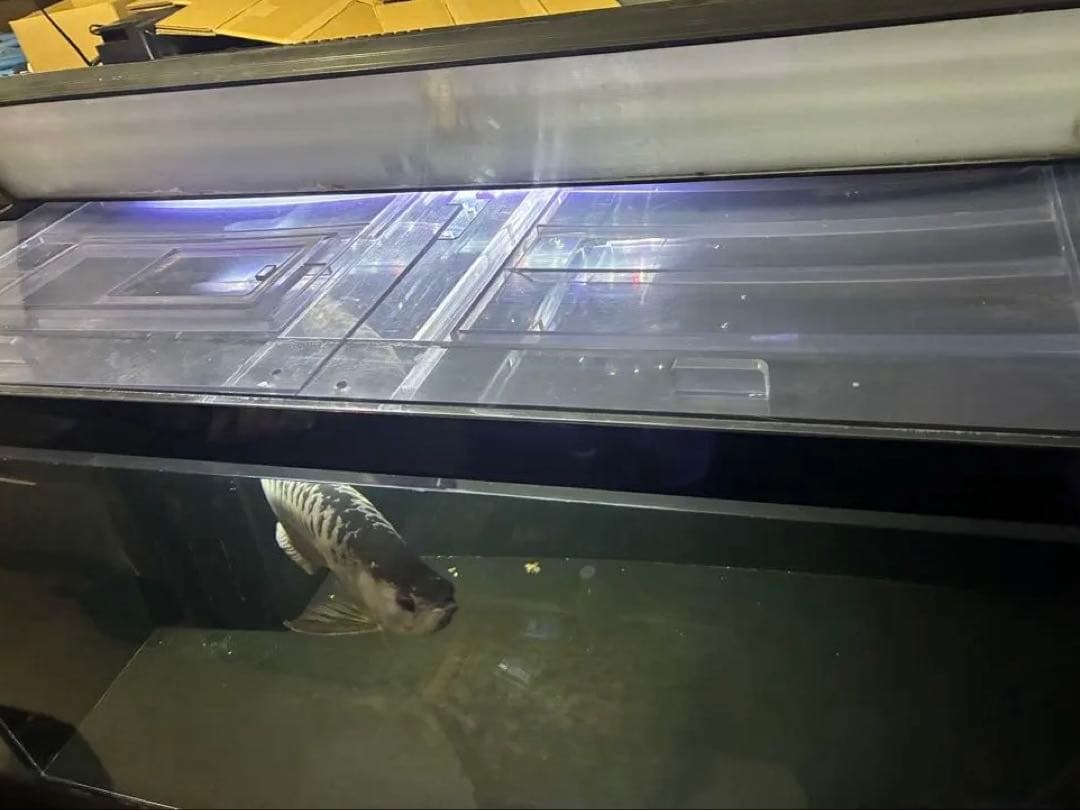 静岡県発！！！　希少なサイズ。1200アクリル水槽　オーバーフロー水槽　大型水槽