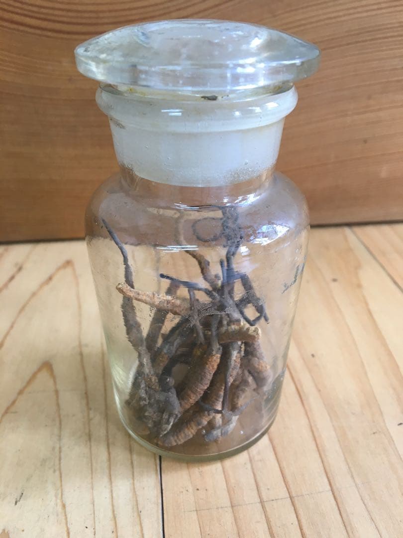 冬虫夏草 標本 アンティークガラス薬瓶入り5.14g