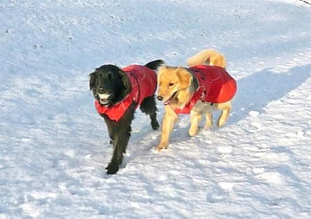 フルッタ ウィンタージャケット