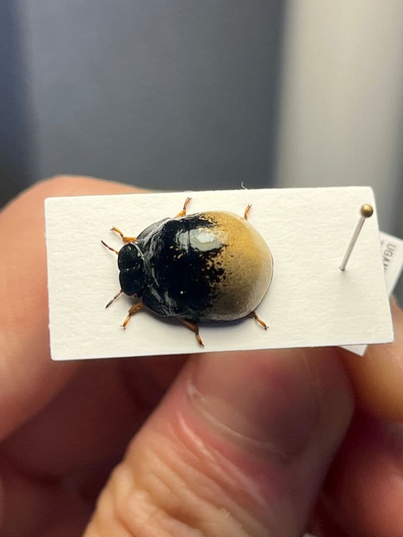 【♀】クワガタマルカメムシ 昆虫標本 ゾウムシ ハムシ フンチュウ タマムシ