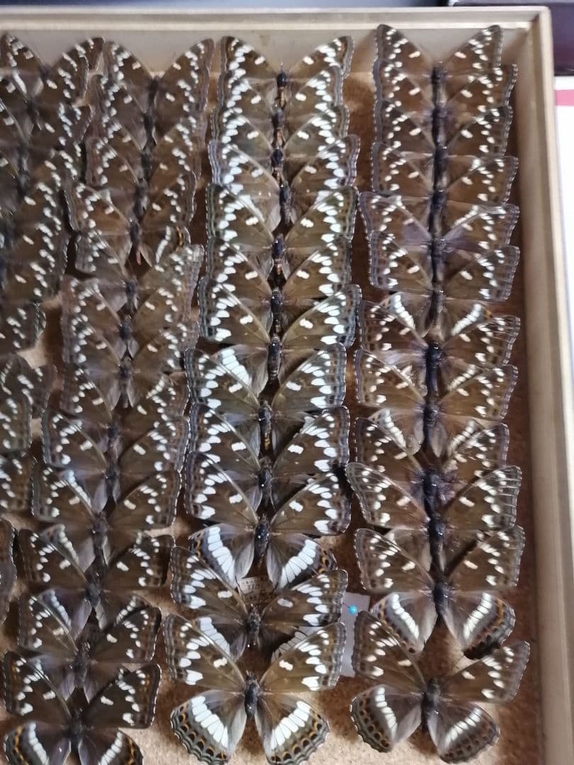 値下げ！ オオイチモンジ 北海道産 雄 × 雌 セット