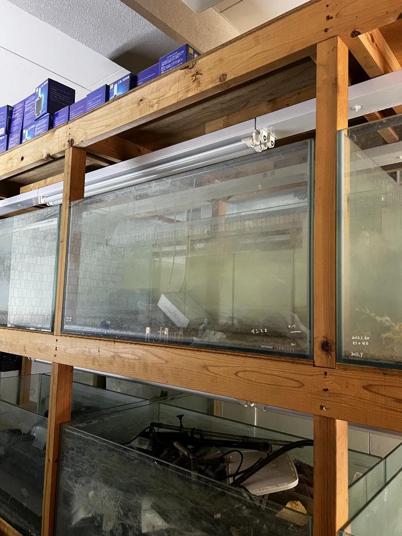 ススキガラス水槽2台セット 使用済品 中古 汚れあり 引き取り限定(埼玉)