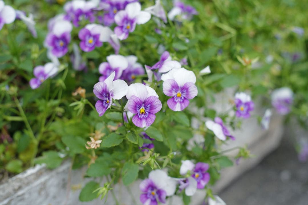 銘玉極上美品Steinheil München Quinon 55mm f1.9