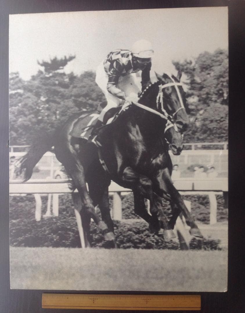 競馬パネル：トウショウボーイ「1977年 第7回高松宮杯」※白黒直線