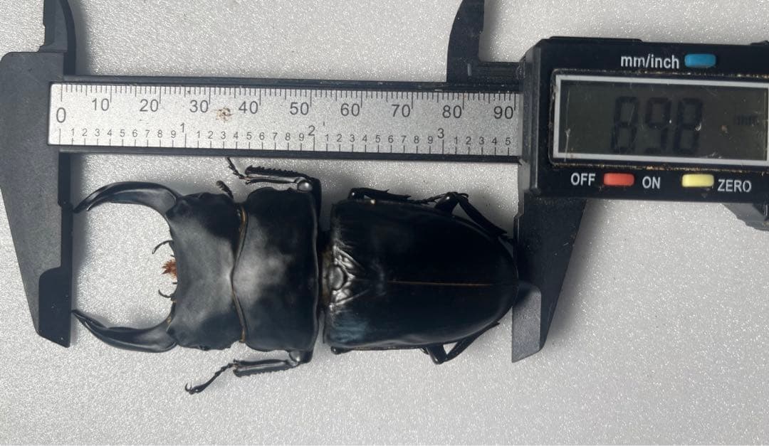 オオクワガタ89.8mm 能勢産　YG血統 昆虫標本用として