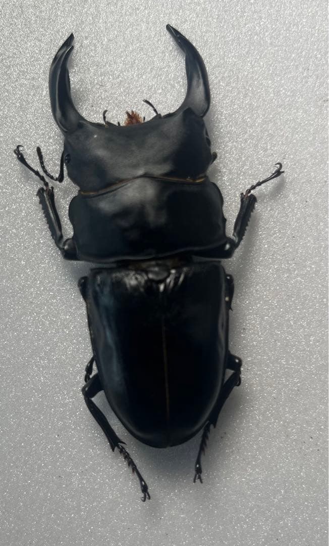 オオクワガタ89.8mm 能勢産　YG血統 昆虫標本用として