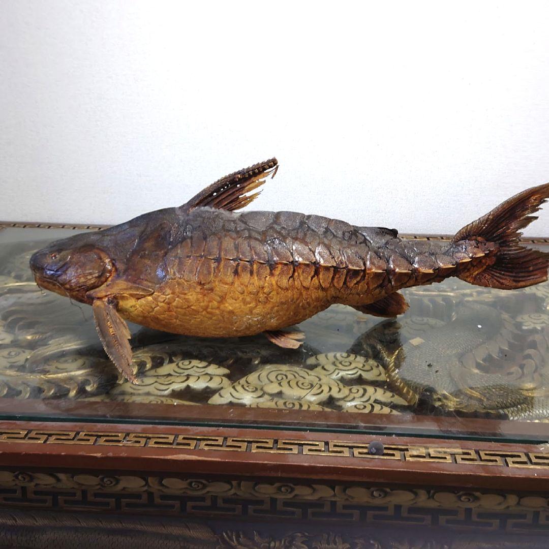 大ナマズ プテロドラス 大型剥製 はく製 レア 貴重 魚 アマゾン メガロドラス