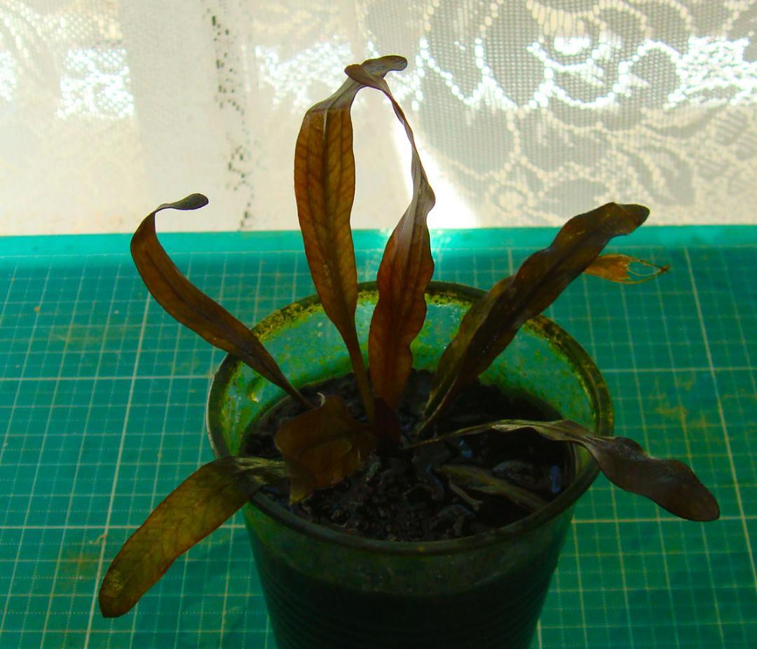 お*い様 エキノドルス ホレマニー ブラッドレッド (水中葉)